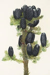 Alpine Fir. (Abies lasiocarpa) (1925)