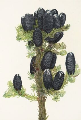 Alpine Fir. (Abies lasiocarpa) (1925)
