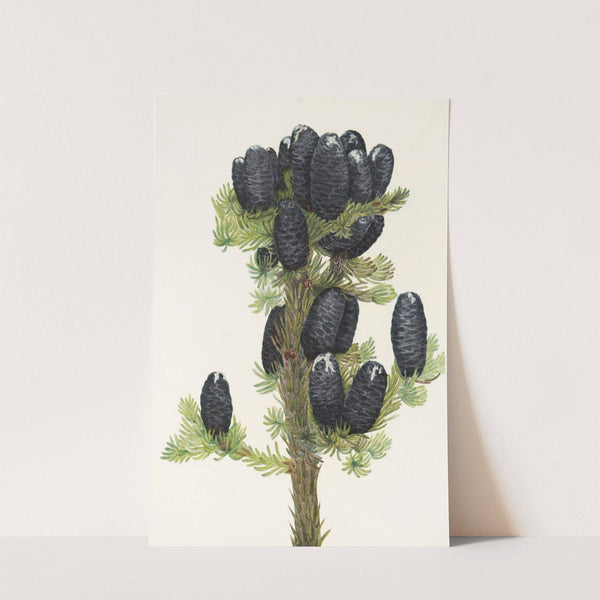 Alpine Fir. (Abies lasiocarpa) (1925) by Mary Vaux Walcott