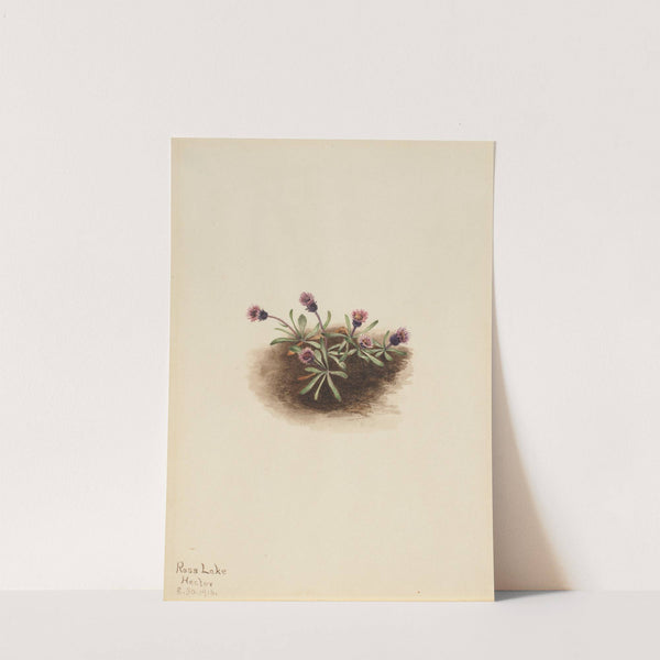 Alpine Fleabane (Erigeron unalaschcensis) (1916) by Mary Vaux Walcott