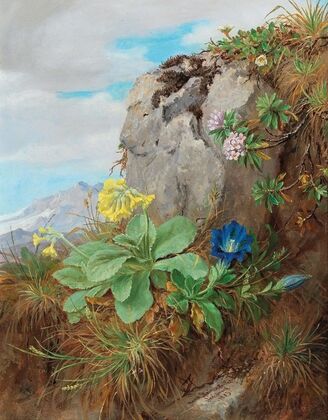 Alpine Flowers
