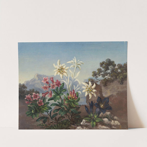 Alpine Flowers by Anonymous