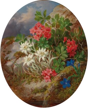 Alpine Flowers