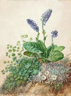 Alpine flowers (1872)