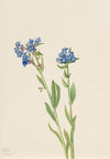 Puccoon (Lithospermum ruderale) (1923)
