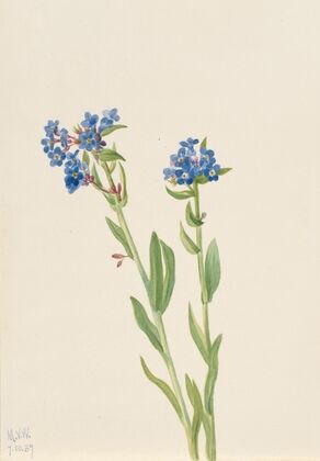 Puccoon (Lithospermum ruderale) (1923)