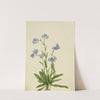 Alpine Forget-me-not (Myosotis alpestris) (1924) by Mary Vaux Walcott