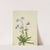 Alpine Forget-me-not (Myosotis alpestris) (1924) by Mary Vaux Walcott