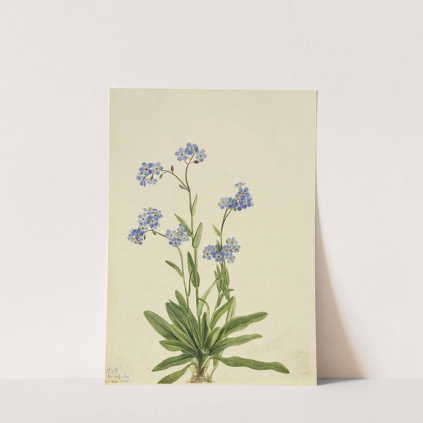 Alpine Forget-me-not (Myosotis alpestris) (1924) by Mary Vaux Walcott