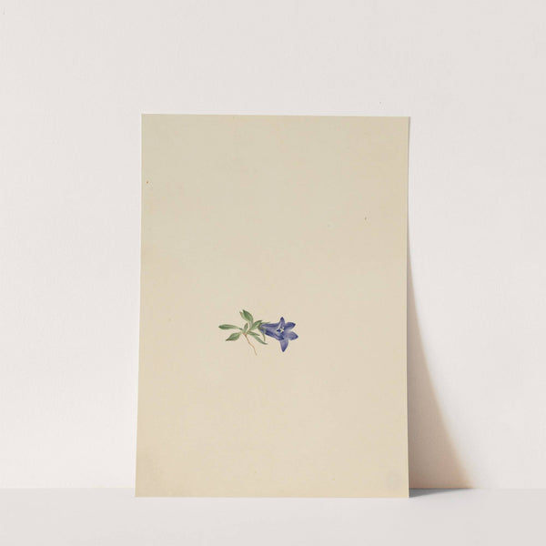 Alpine Harebell (Campanula lasiocarpa) by Mary Vaux Walcott