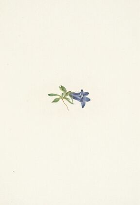 Hepatica. Hepatica americana