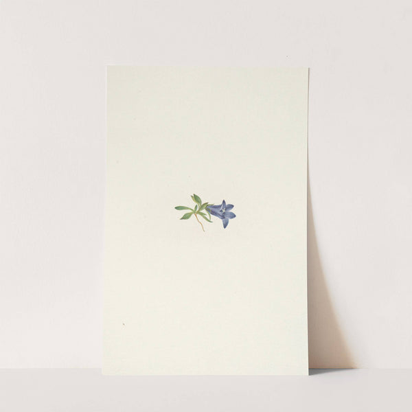 Alpine Harebell. Campanula lasiocarpa (1925) by Mary Vaux Walcott