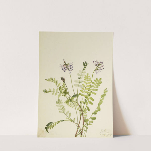 Alpine Milkvetch (Astragalus alpinus) (1921) by Mary Vaux Walcott