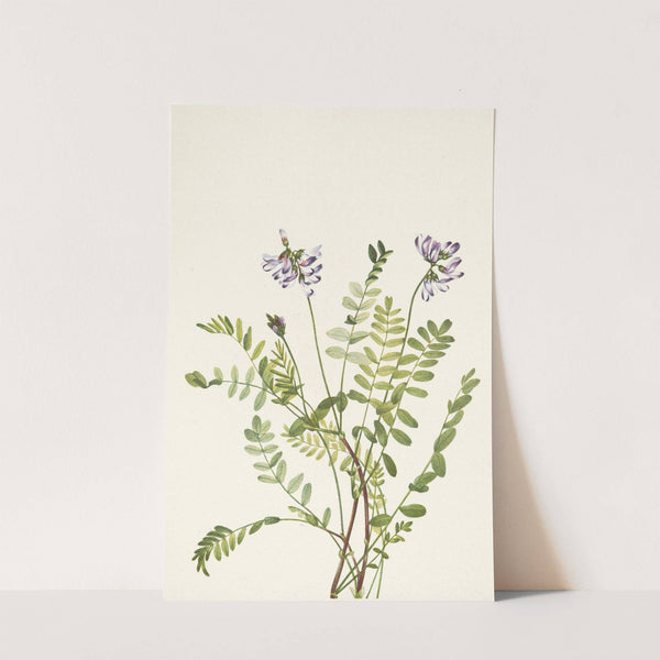 Alpine Milkvetch. Astragalus alpinus (1925) by Mary Vaux Walcott