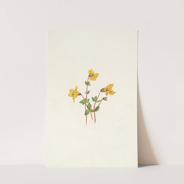 Alpine Monkeyflower. Mimulus caespitosus (1925) by Mary Vaux Walcott