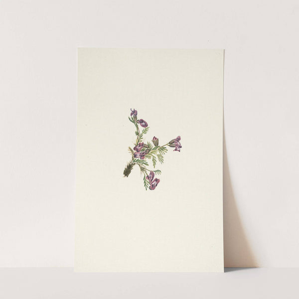 Alpine Pointvetch (flower). Oxytropis podocarpa (1925) by Mary Vaux Walcott