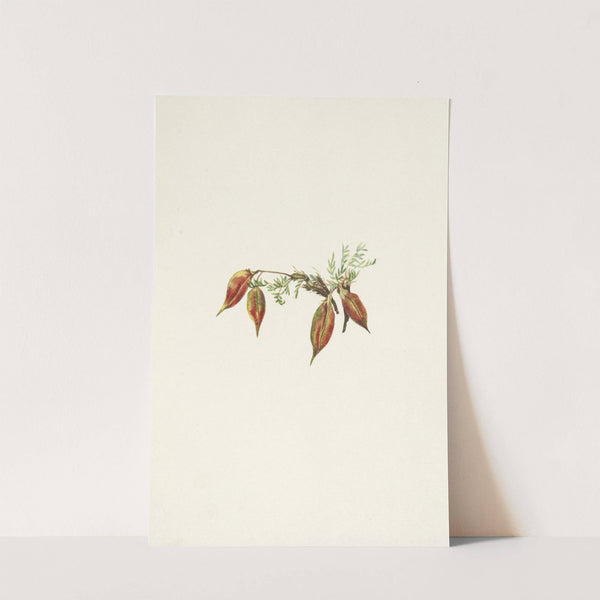 Alpine Pointvetch (fruit). Oxytropis podocarpa (1925) by Mary Vaux Walcott