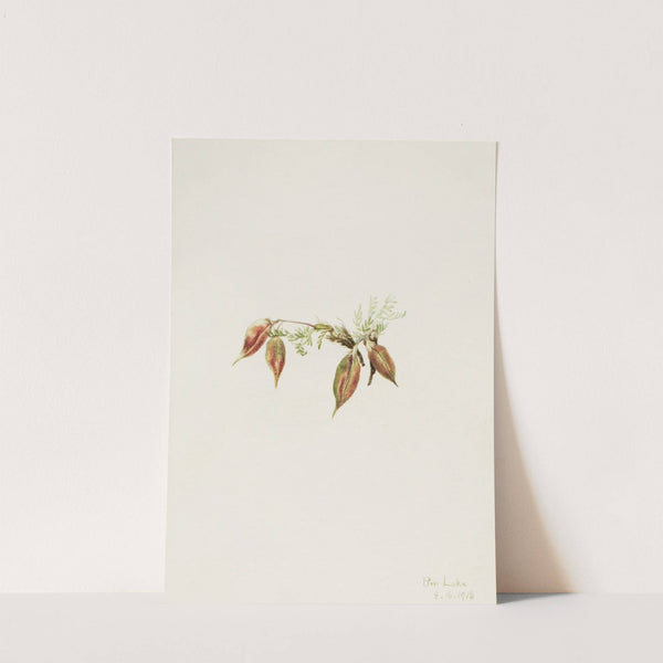 Alpine Pointvetch (Oxytropis podocarpa) (1918) by Mary Vaux Walcott