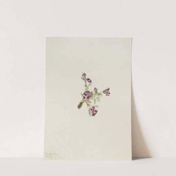 Alpine Pointvetch (Oxytropis podocarpa) (1916) by Mary Vaux Walcott