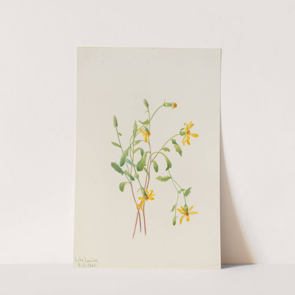 Alpine Ragwort (Senecio species) (1905) by Mary Vaux Walcott