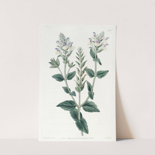 Alpine Scutellaria by Sydenham Edwards