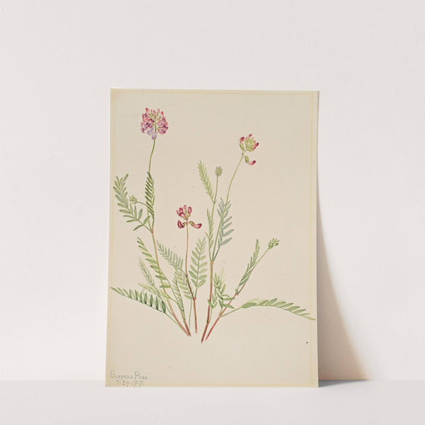 Alpine Vetch (Astragalus bourgovii) (1917) by Mary Vaux Walcott