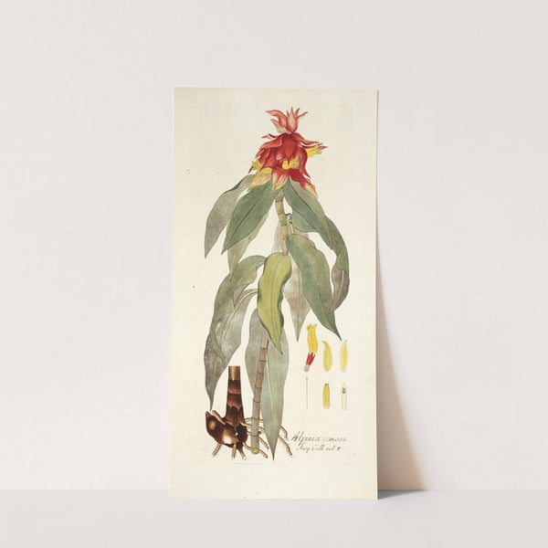 Alpinia comosa by Nikolaus Joseph Freiherr von Jacquin