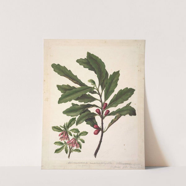 Alseuosmia macrophylla; Alseuosmia banksii var.banksii. (New Zealand toropapa by Sarah Featon