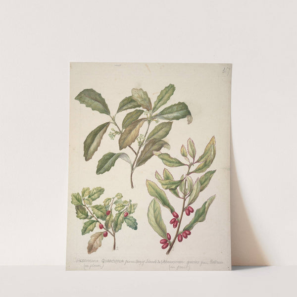 Alseuosmia by Sarah Featon