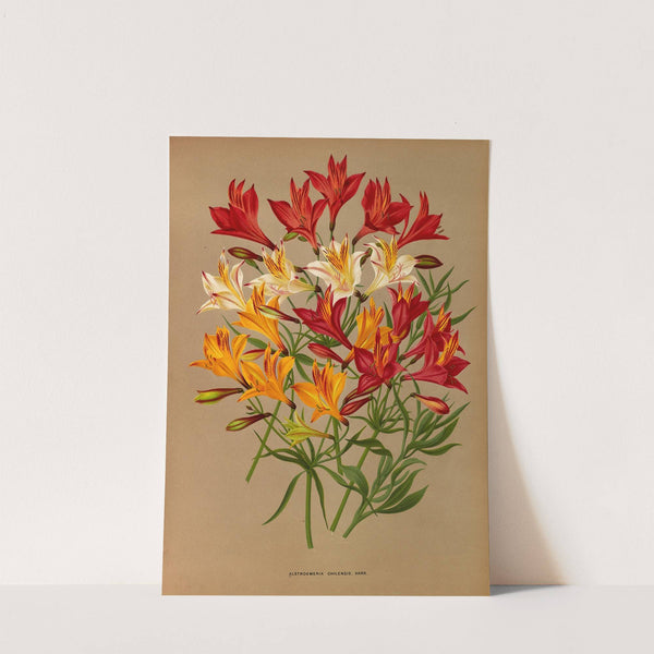 Alstroemeria Chilensis, Varr. (1872-1881) by Arentina Hendrica Arendsen