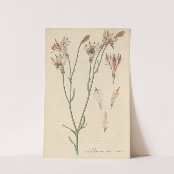 Alstroemeria rosea by William Jackson Hooker