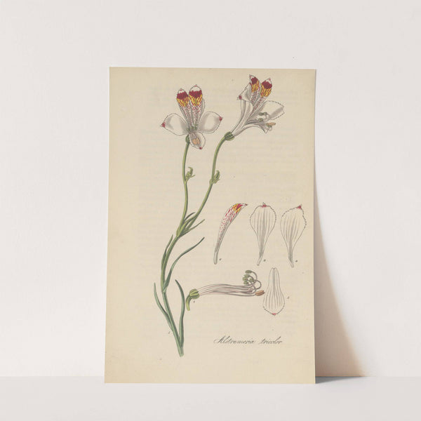 Alstroemeria tricolor by William Jackson Hooker