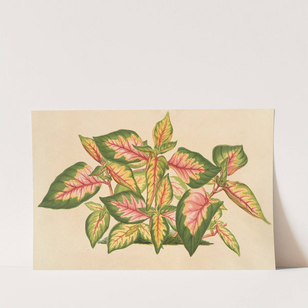 Alternanthera amabilis tricolor by Charles Antoine Lemaire