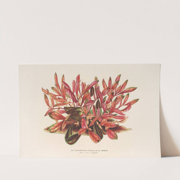 Alternanthera sessilis var. amœna by Charles Antoine Lemaire