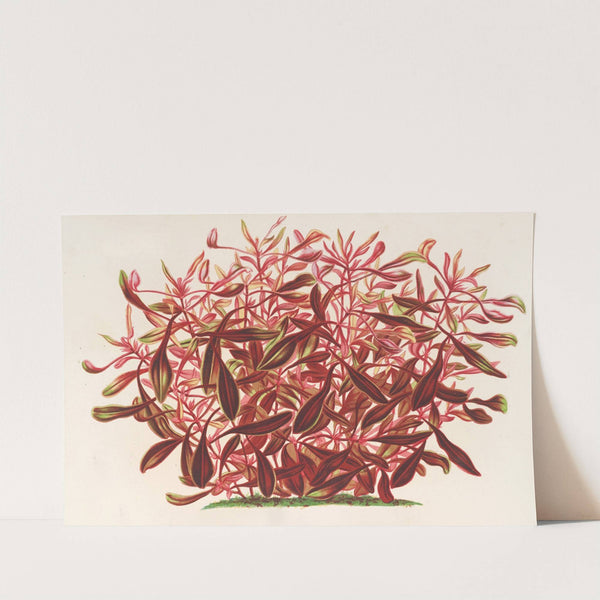 Alternanthera spathulata by Charles Antoine Lemaire