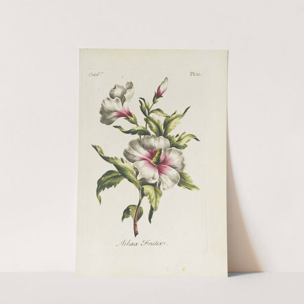 Althaea frutex by Carington Bowles