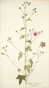 Althaea narbonensis
