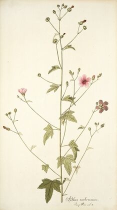 Althaea narbonensis