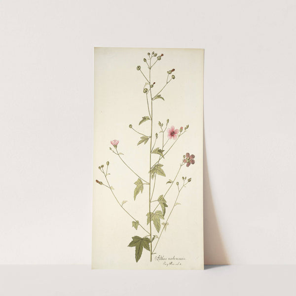 Althaea narbonensis by Nikolaus Joseph Freiherr von Jacquin