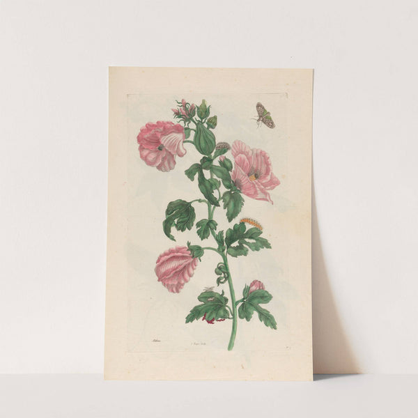 Althea (1719) by Maria Sibylla Merian