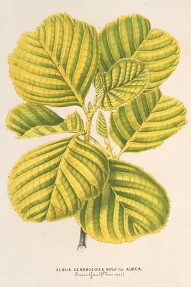 Aluns glutinosa var. aurea