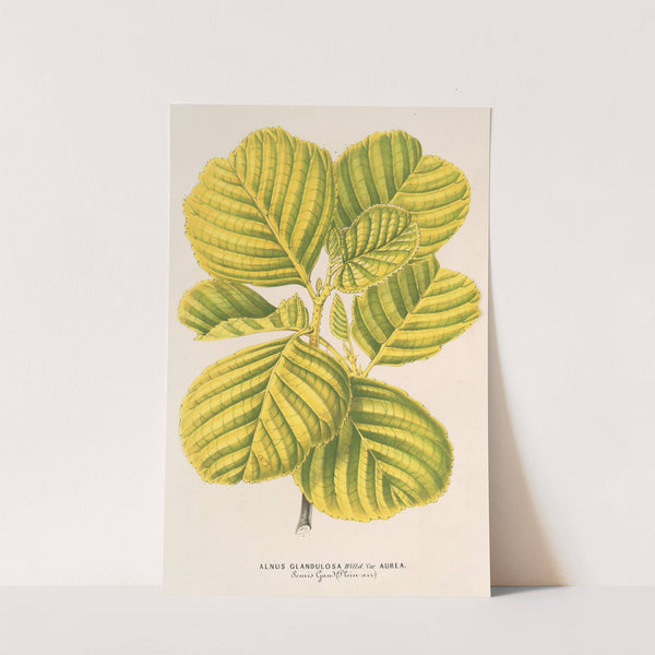 Aluns glutinosa var. aurea by Charles Antoine Lemaire