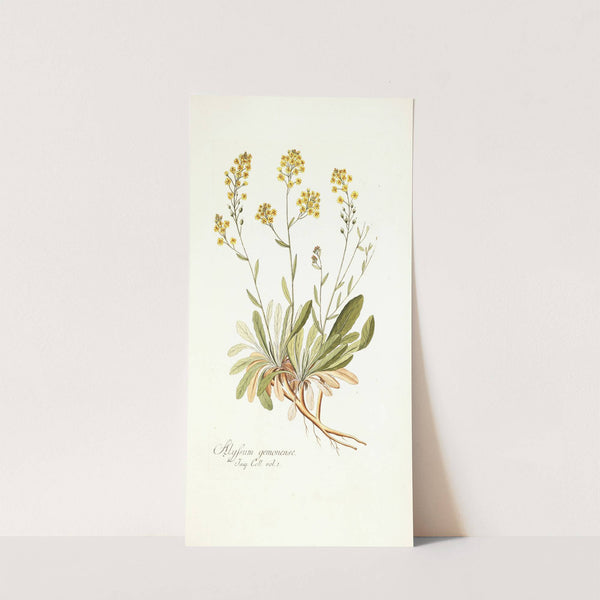 Alyssum gemonense by Nikolaus Joseph Freiherr von Jacquin