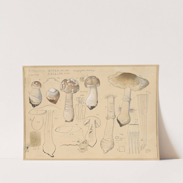 Amanita ampla (Pers. 1801), excelsa (Fries) (1915-1945) by Hans Walty