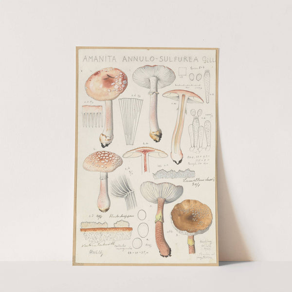 Amanita annulo-sulfurea (1915-1945) by Hans Walty