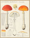 Amanita aureola Kalchb. (1915-1945)