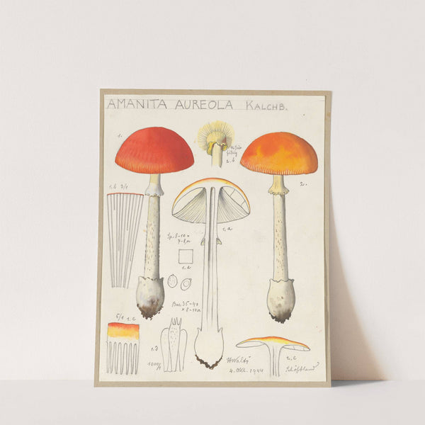 Amanita aureola Kalchb. (1915-1945) by Hans Walty