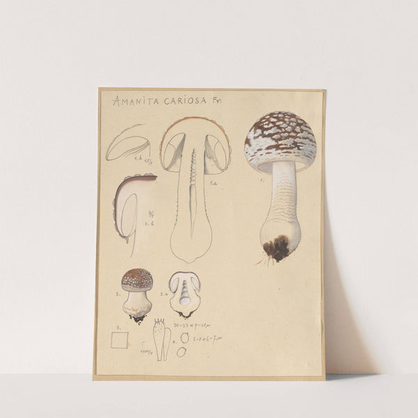 Amanita cariosa (1915-1945) by Hans Walty