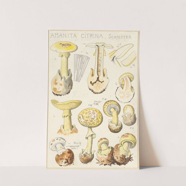 Amanita citrina (1915-1945) by Hans Walty