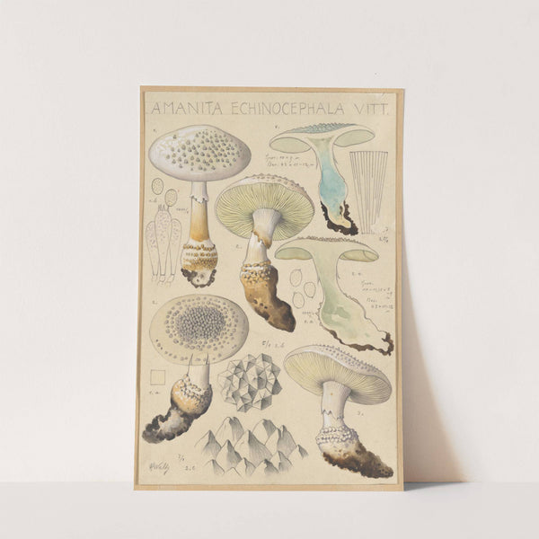 Amanita enchinocephala (1915-1945) by Hans Walty